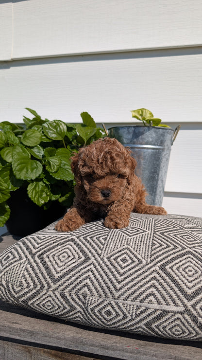 COCKAPOO (08/03) MALE