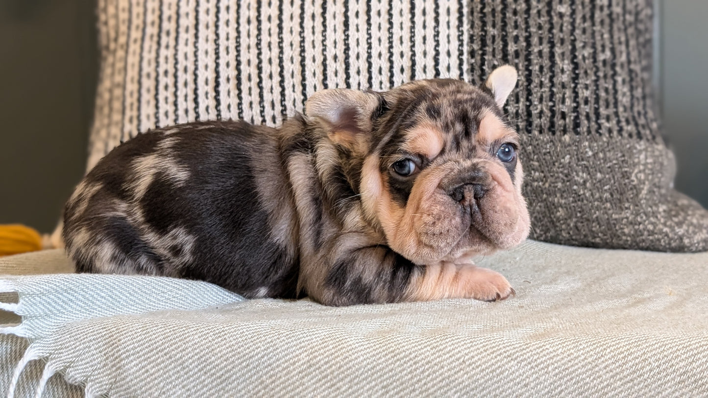 FRENCH BULLDOG (JAN 09) MALES
