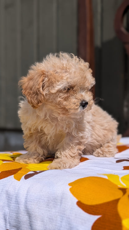 MINI POODLE (JUN 21) 4 MALES