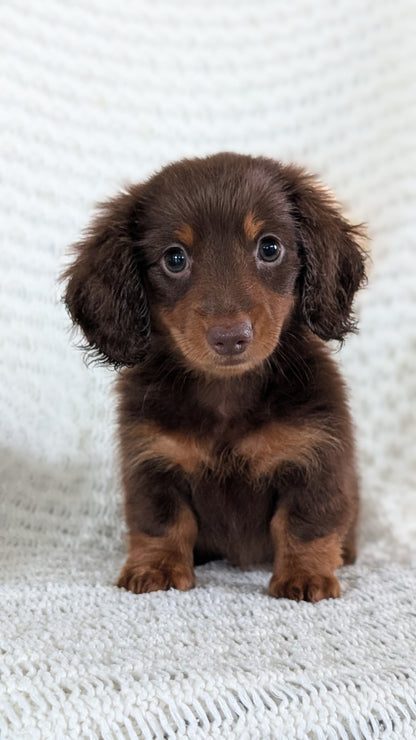 MINI DACHSHUND (MAY 13) MALE