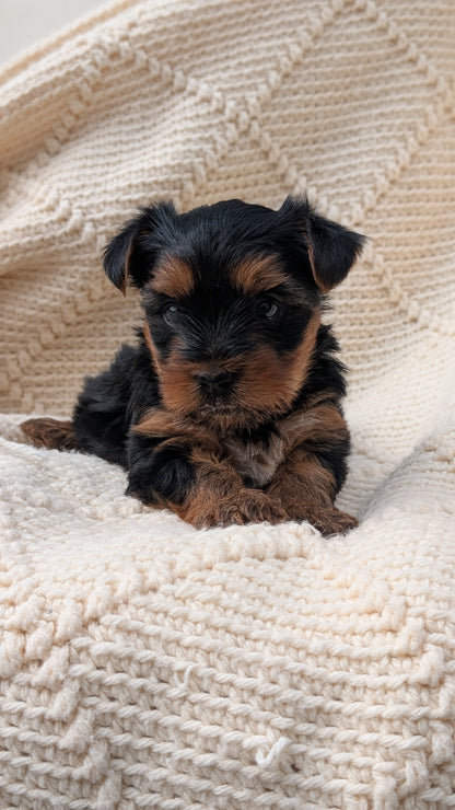YORKSHIRE TERRIER (JUN 05) MALE