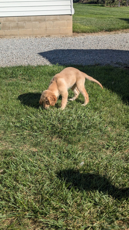 GOLDEN RETRIEVER (06/24) FEMALE