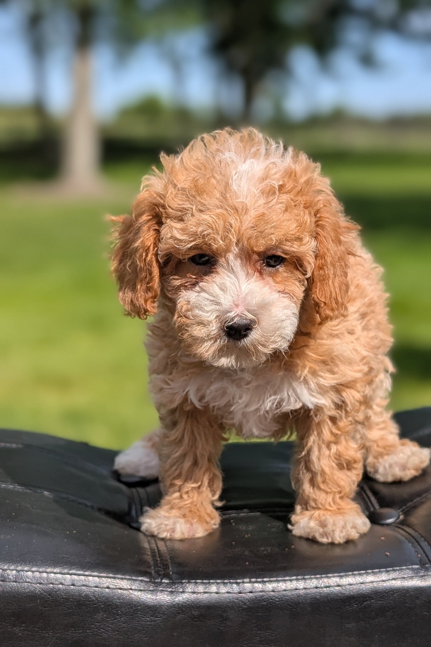 MINI POODLE (APR 03) FEMALES