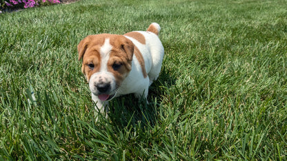 SHAR-PEI CROSS (06-30) MALE