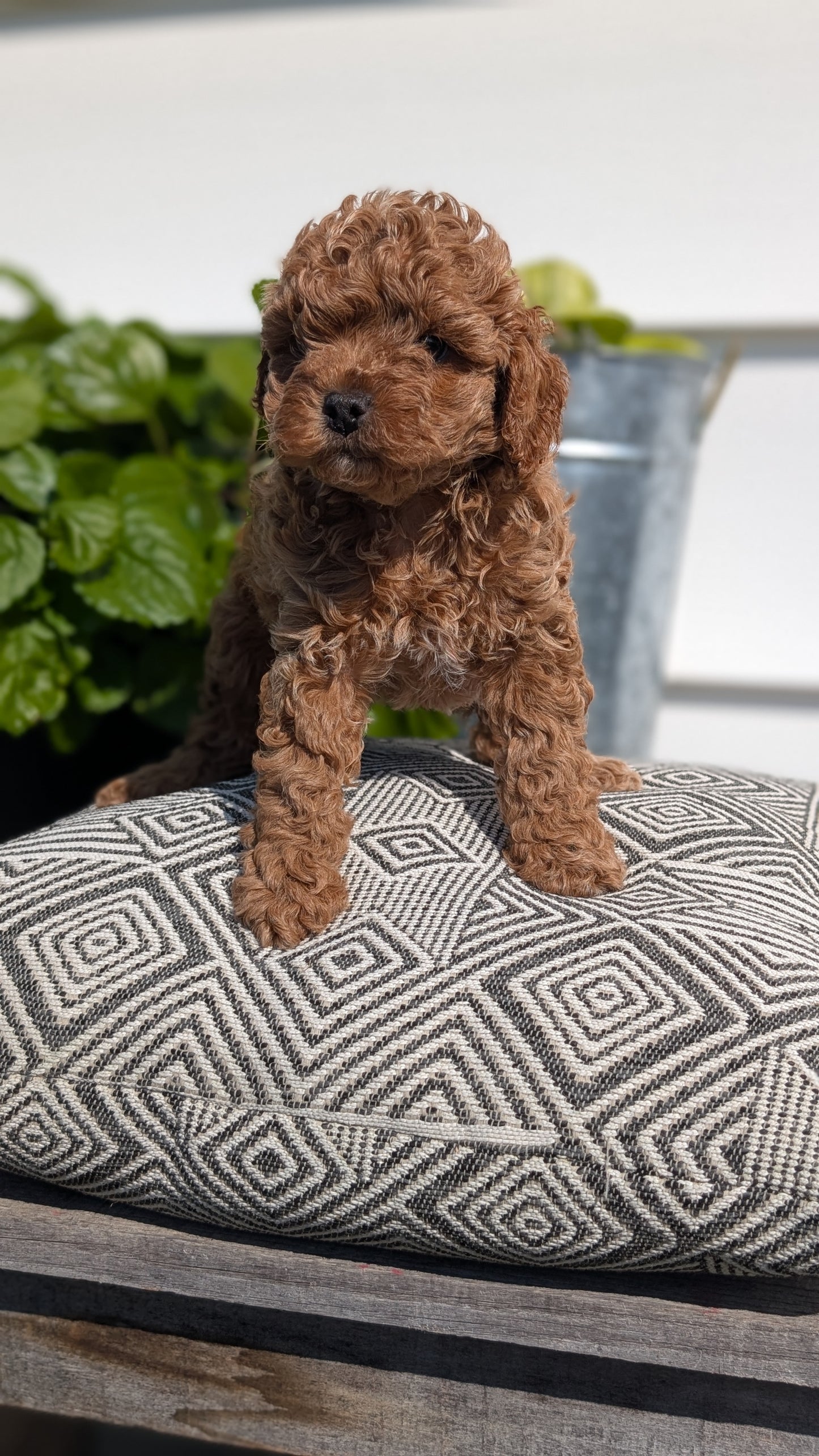 COCKAPOO (08/03) MALE