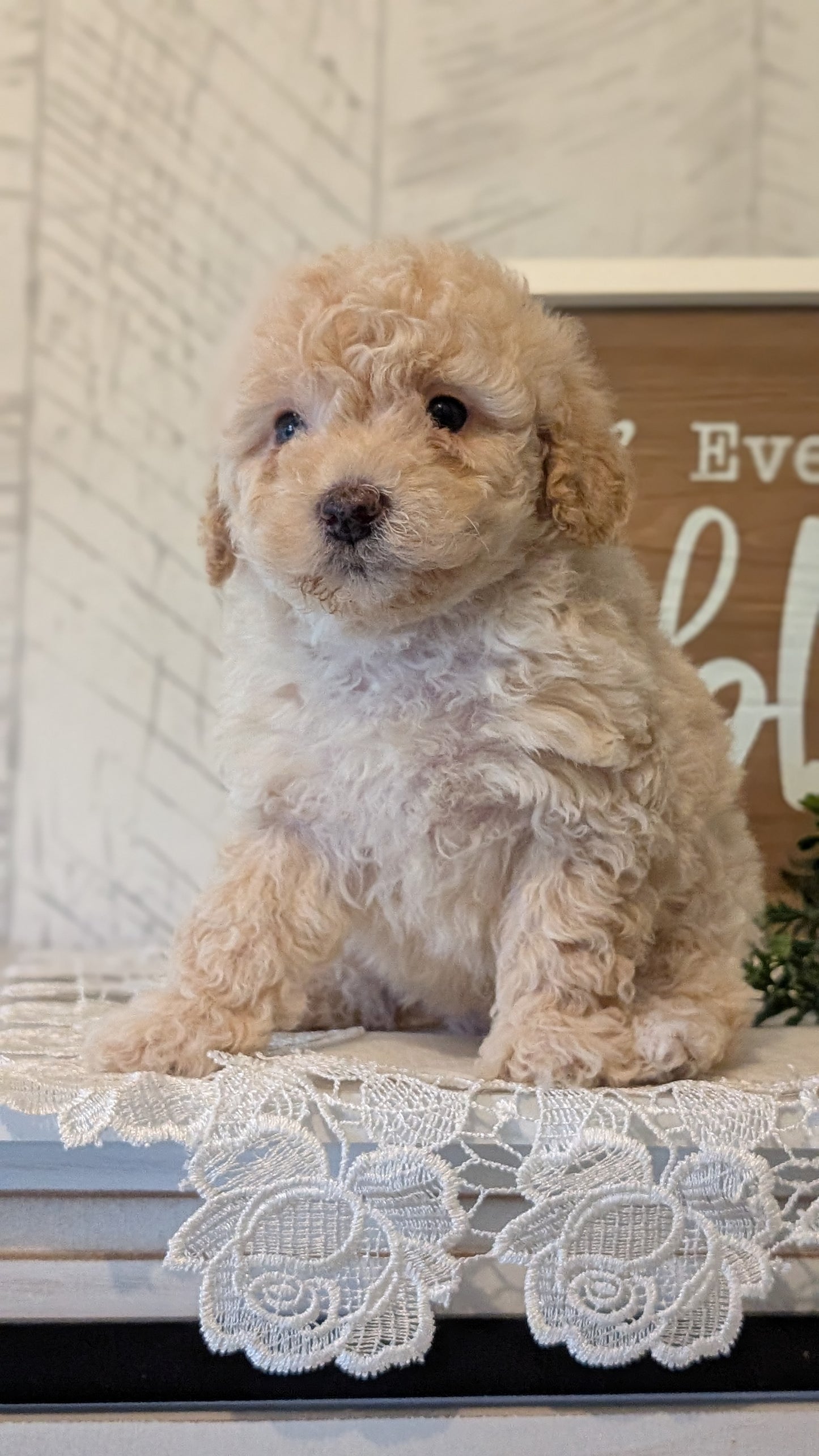 MALTIPOO (APR 05) FEMALES