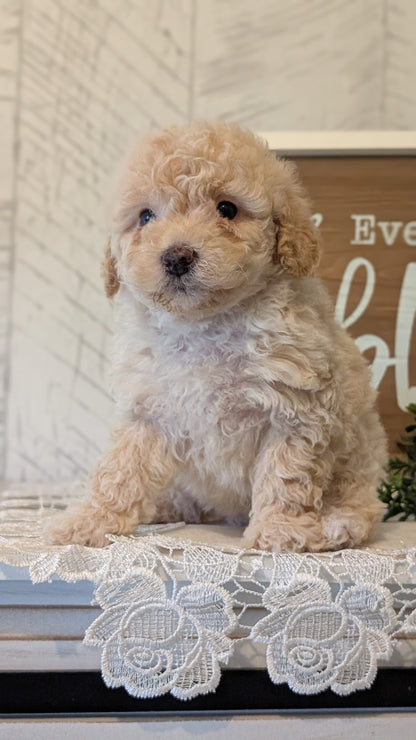 MALTIPOO (APR 05) FEMALES