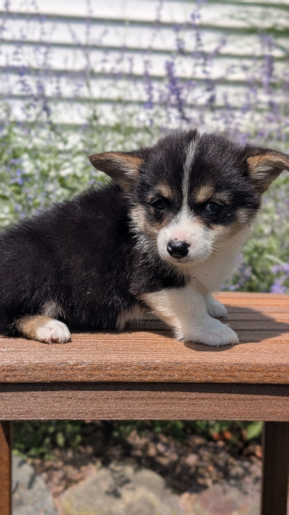 CORGI (JUN 08) FEMALES
