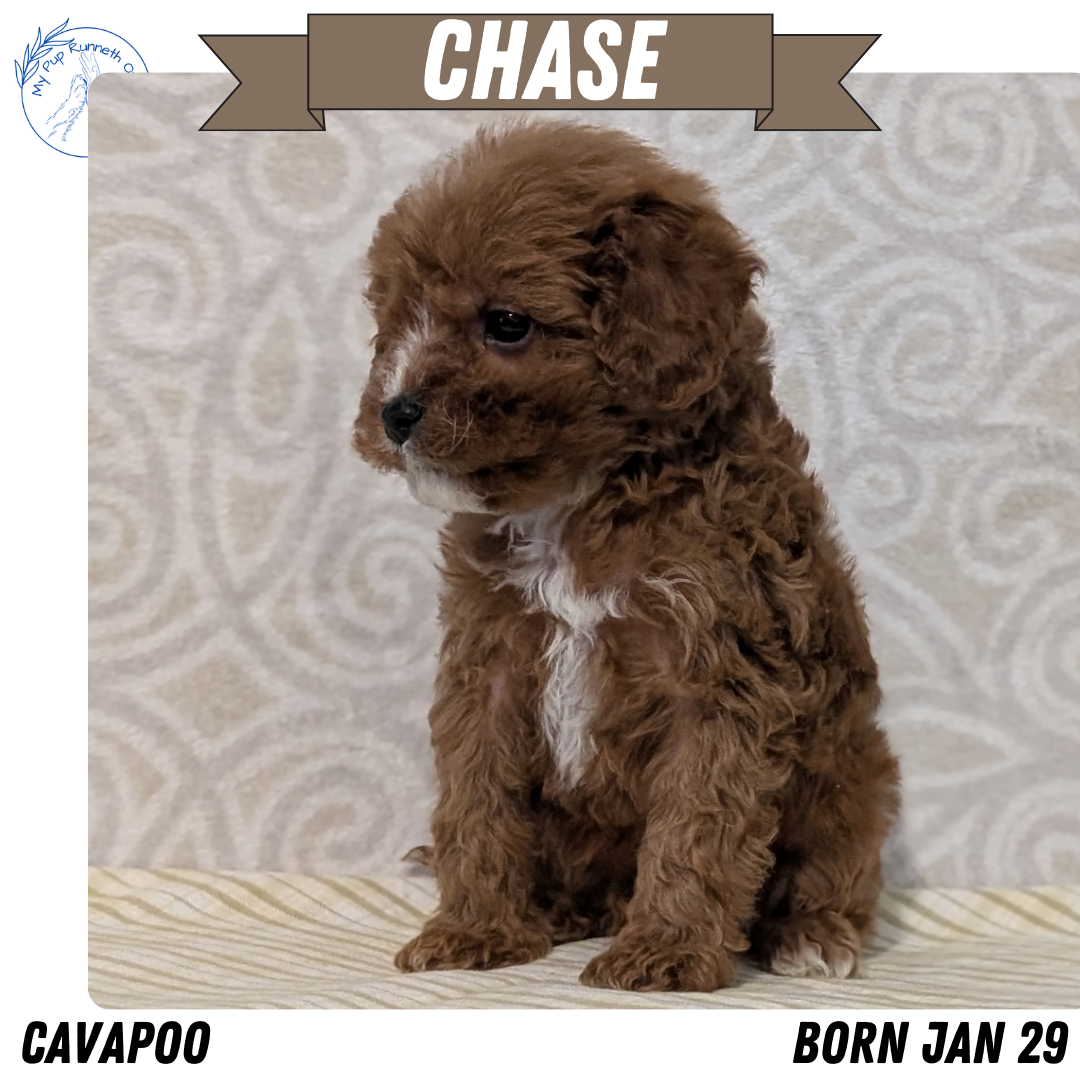 CAVAPOO (JAN 29) MALES