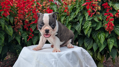FRENCHTON (06/25) MALE