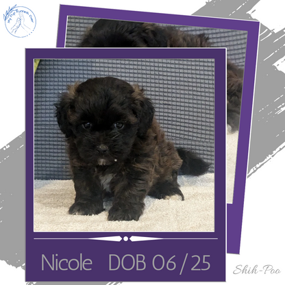 SHIH-POO (06/25) FEMALE
