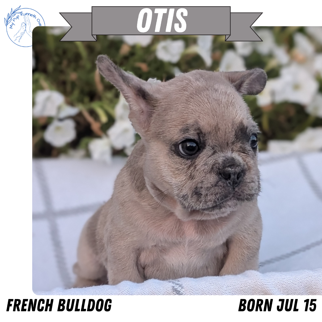 FRENCH BULLDOG (07/15) MALE
