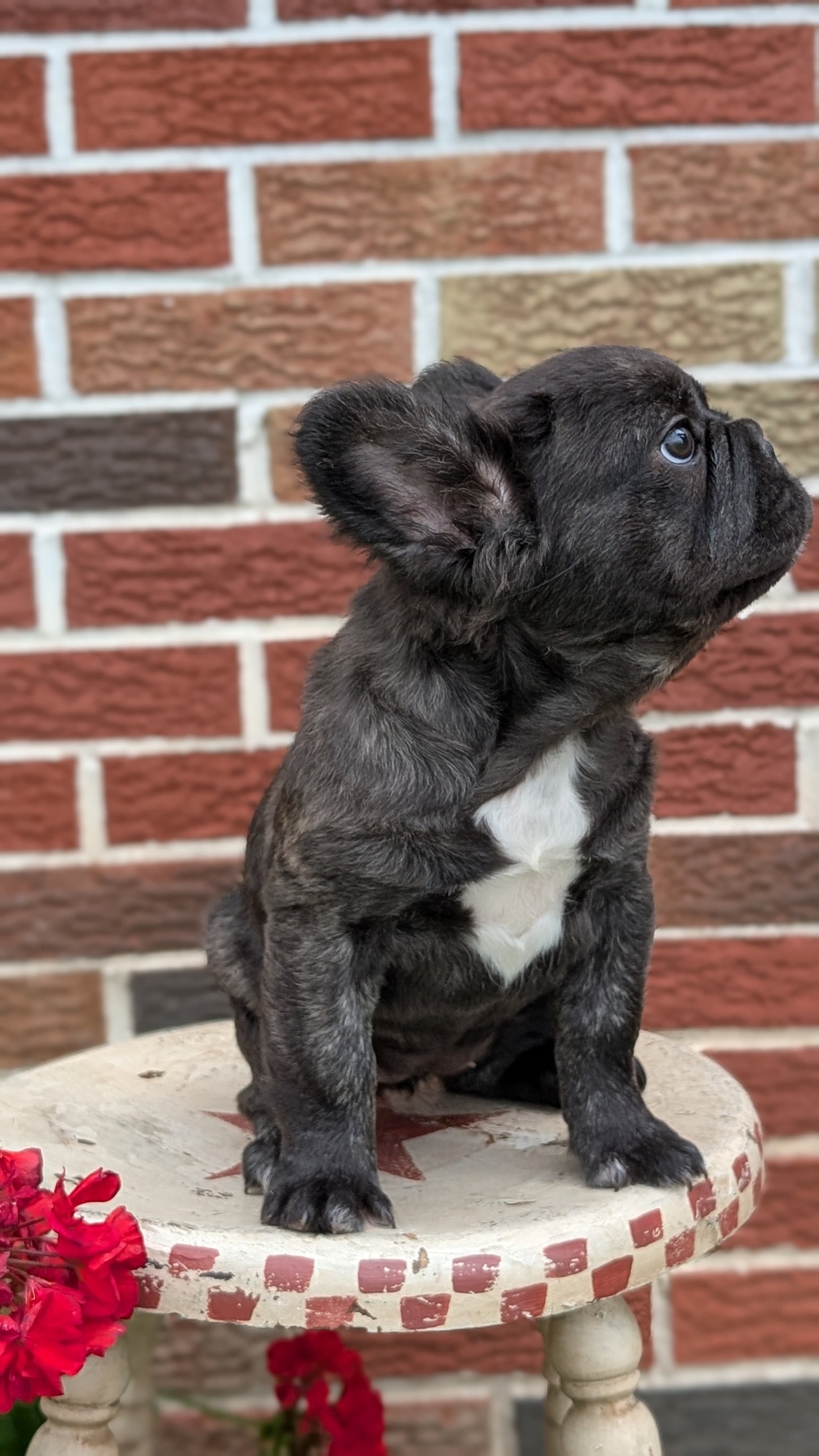 FRENCH BULLDOG (MAR 09) FEMALES