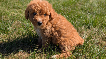 MINI GOLDENDOODLE (08/15) MALE