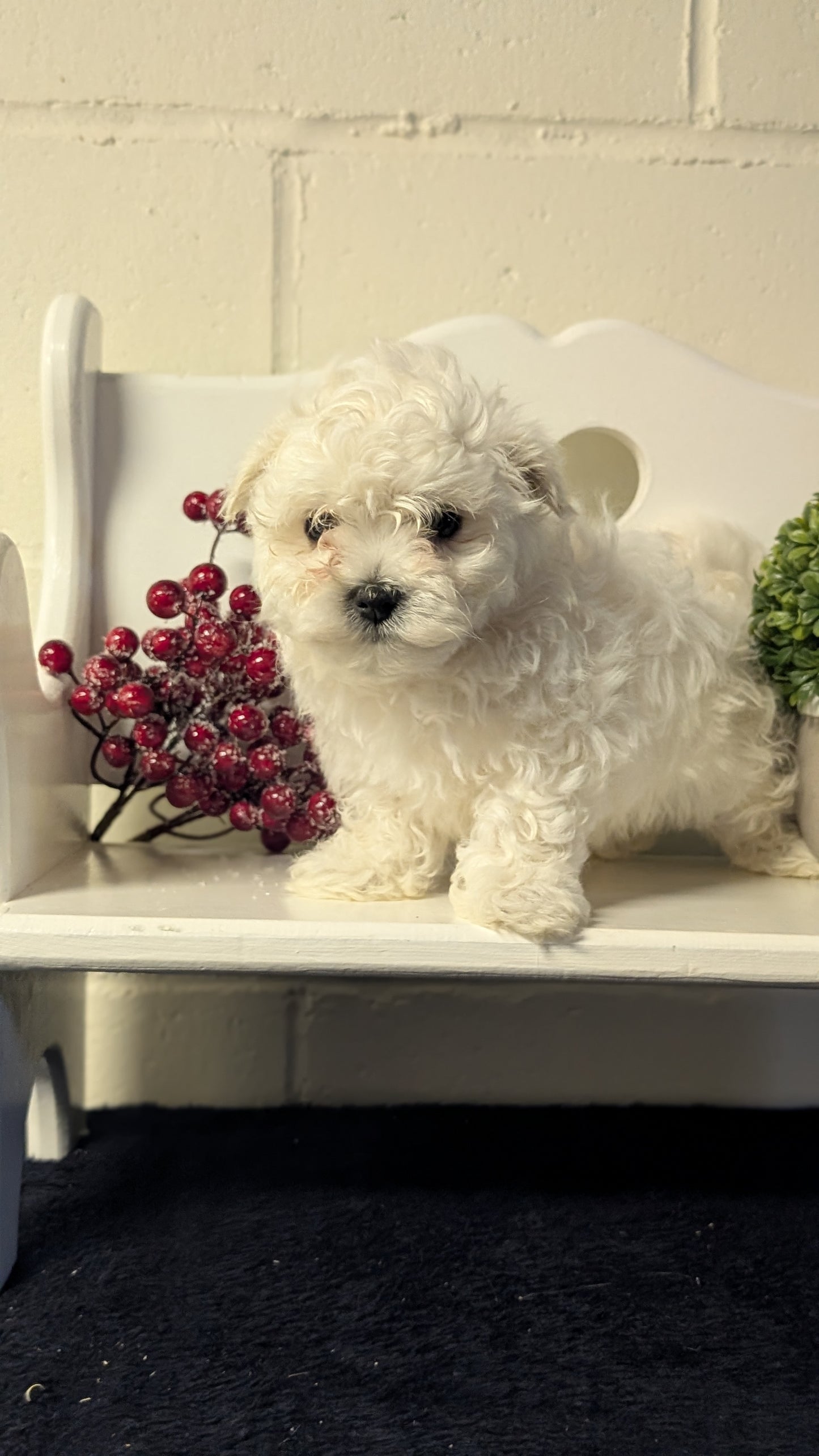 MALTESE (NOV 15) FEMALES