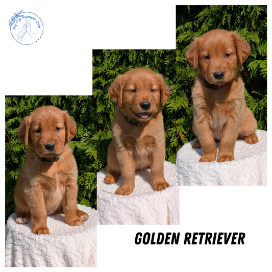 GOLDEN RETRIEVER (07/17) FEMALE