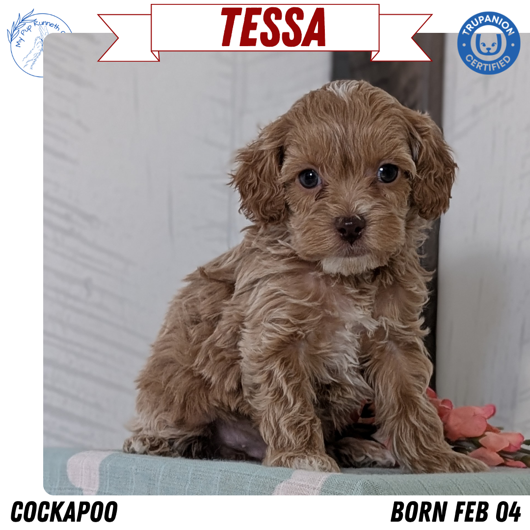 COCKAPOO (FEB 04) FEMALES