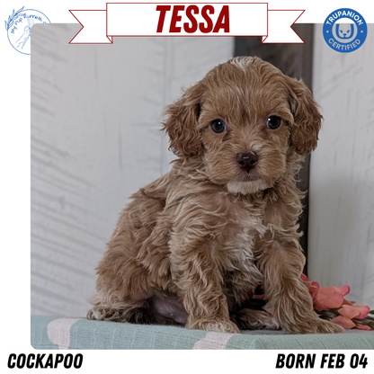 COCKAPOO (FEB 04) FEMALES