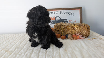 SHIHPOO (07/26) MALE