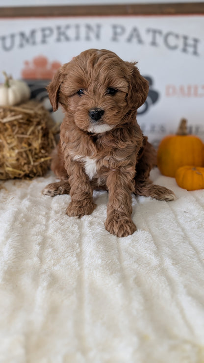 MINI GOLDENDOODLE (09/21) FEMALE