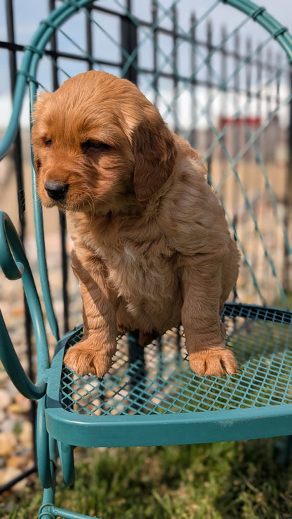 GOLDEN RETRIEVER (FEB 04) MALE
