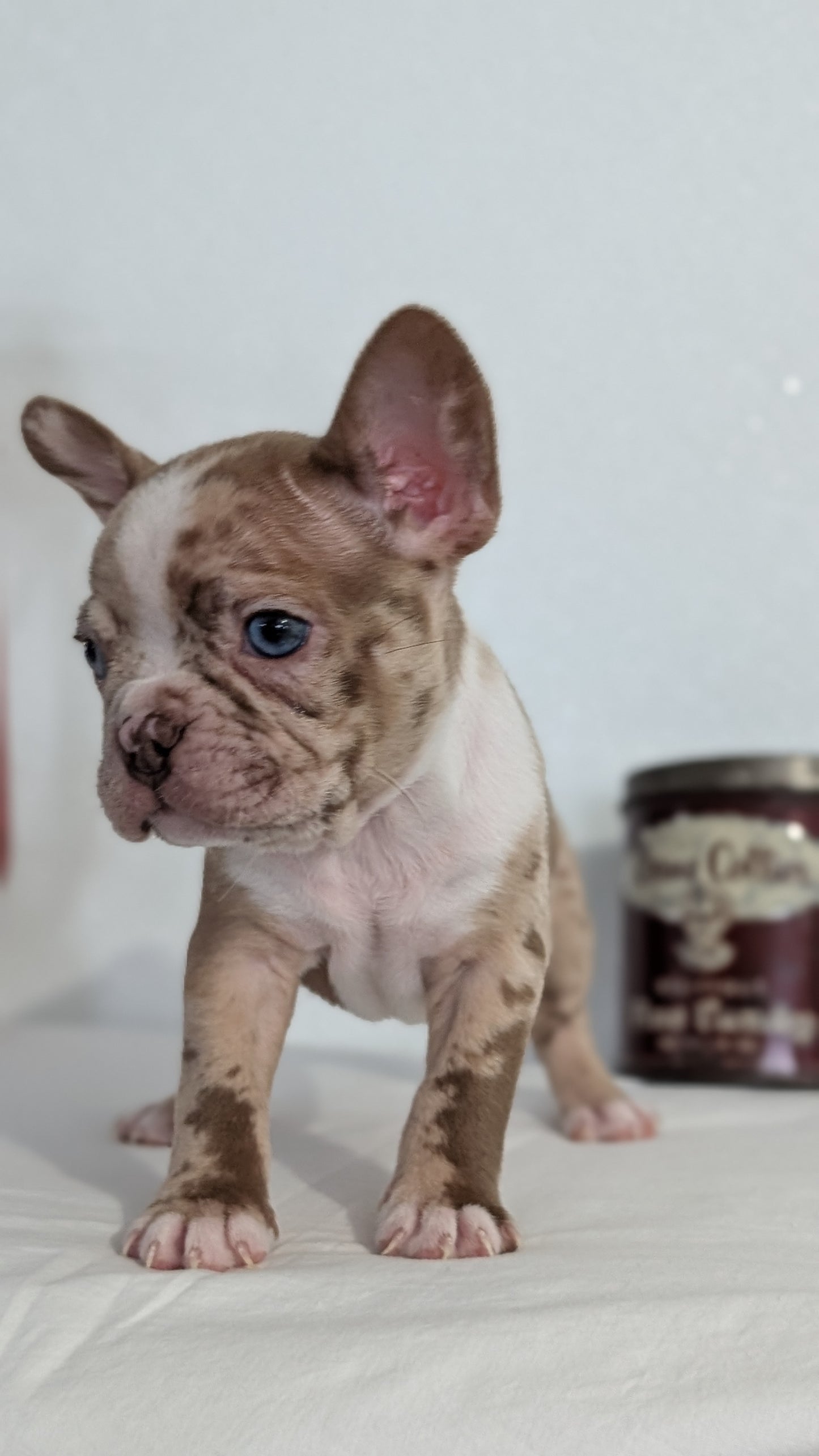 FRENCHTON (NOV 15) MALES