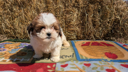 TEDDY BEAR (02/18) FEMALE