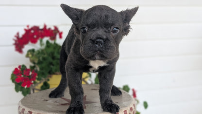 FRENCH BULLDOG (MAR 09) FEMALES