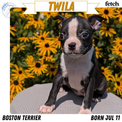 BOSTON TERRIER (JUL 11) 4 FEMALES/4 MALES