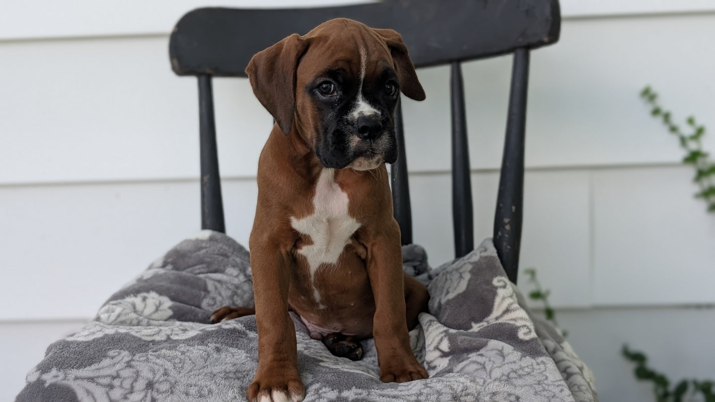BOXER (JUN 11) MALES