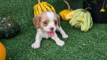 CAVALIER (08/12) FEMALE