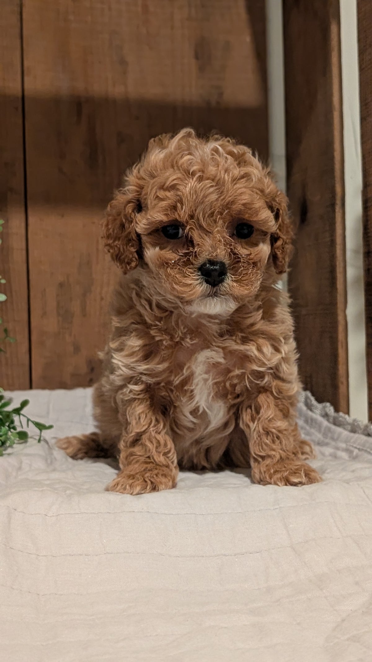 COCKAPOO (AUG 17) 3 FEMALES/1 MALE
