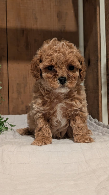 COCKAPOO (AUG 17) 3 FEMALES/1 MALE