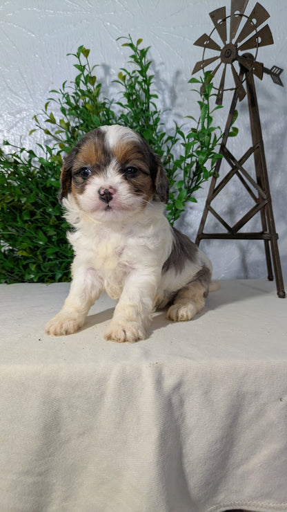 CAVAPOO (02/17) MALE