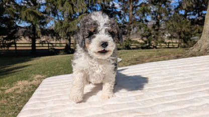 MINI BERNEDOODLE (02/09) MALE