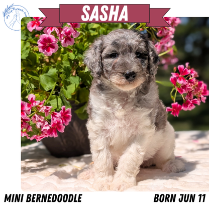 MINI BERNEDOODLE (06/11) FEMALE