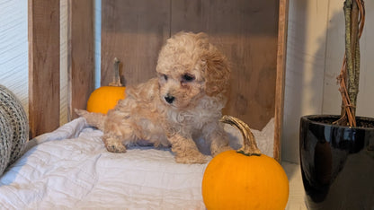 MINI POODLE (AUG 06) 5 FEMALES