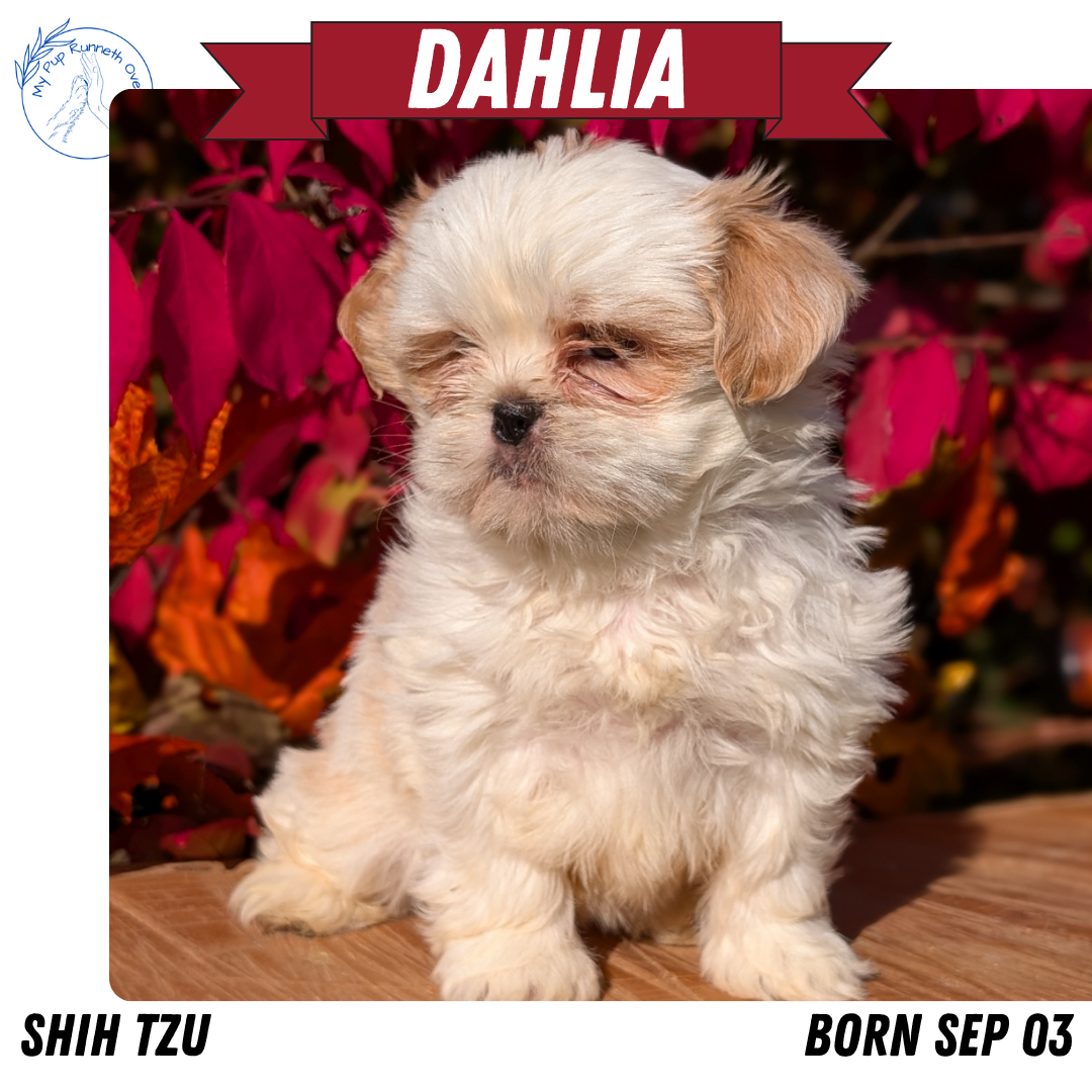 SHIH TZU (09/03) FEMALE