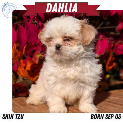 SHIH TZU (09/03) FEMALE