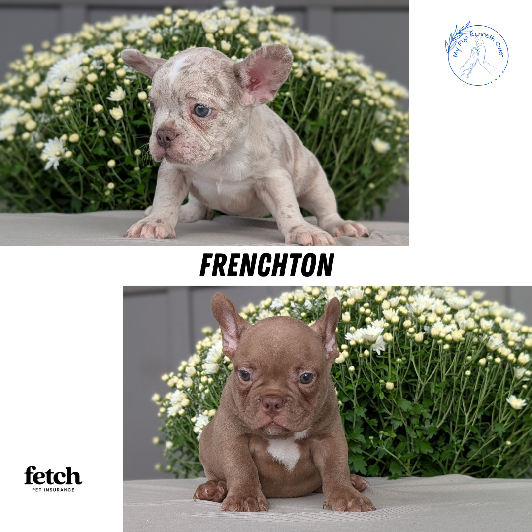FRENCHTON (JUL 24) 1 FEMALE/1 MALE
