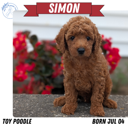 TOY POODLE (07/04) MALE