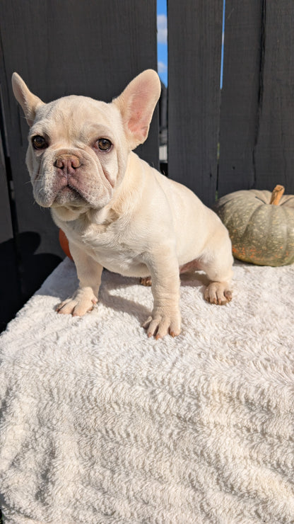 FRENCH BULLDOG (07/08) MALE