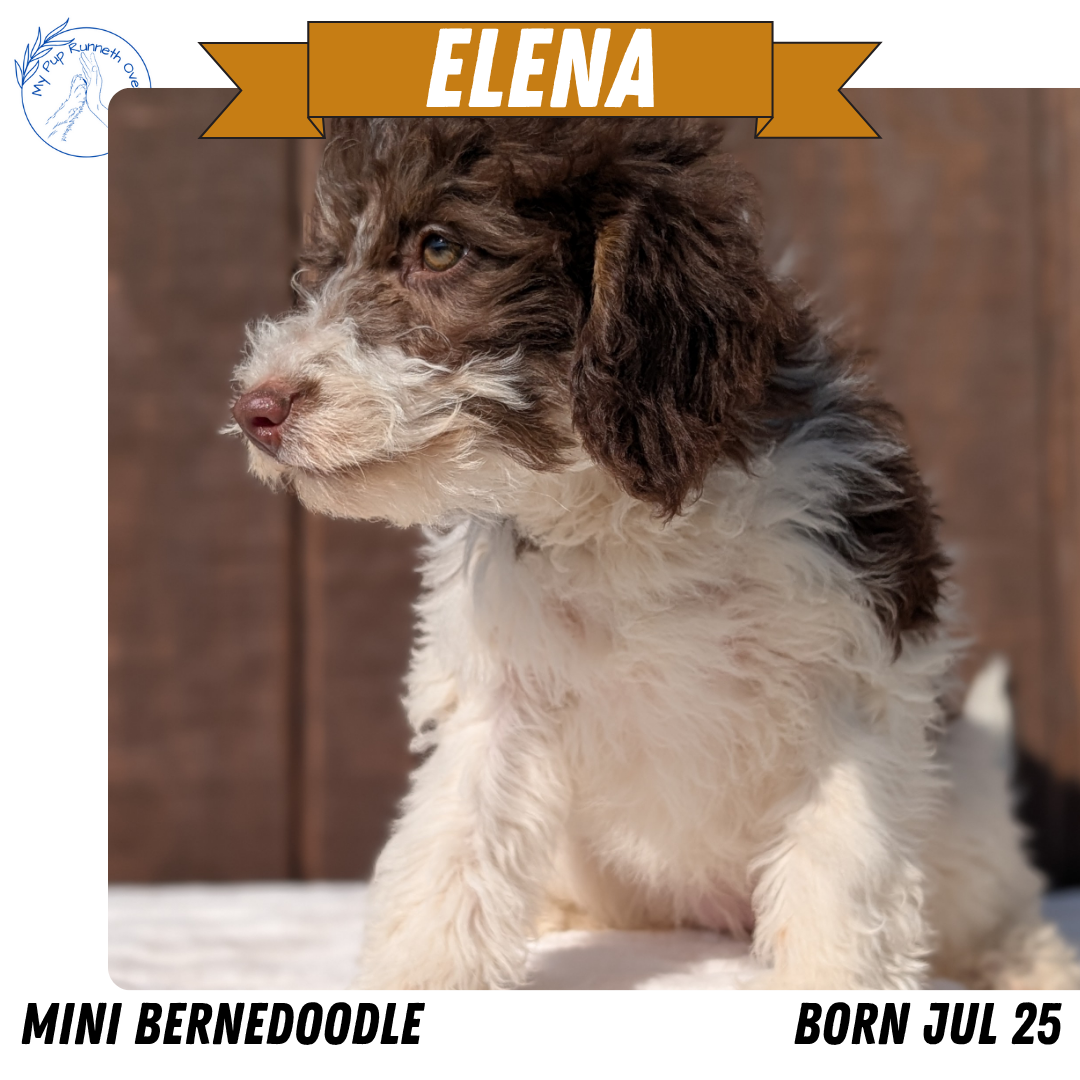 MINI BERNEDOODLE (07/25) FEMALE