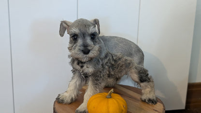MINI SCHNAUZER (AUG 24) 8 FEMALES