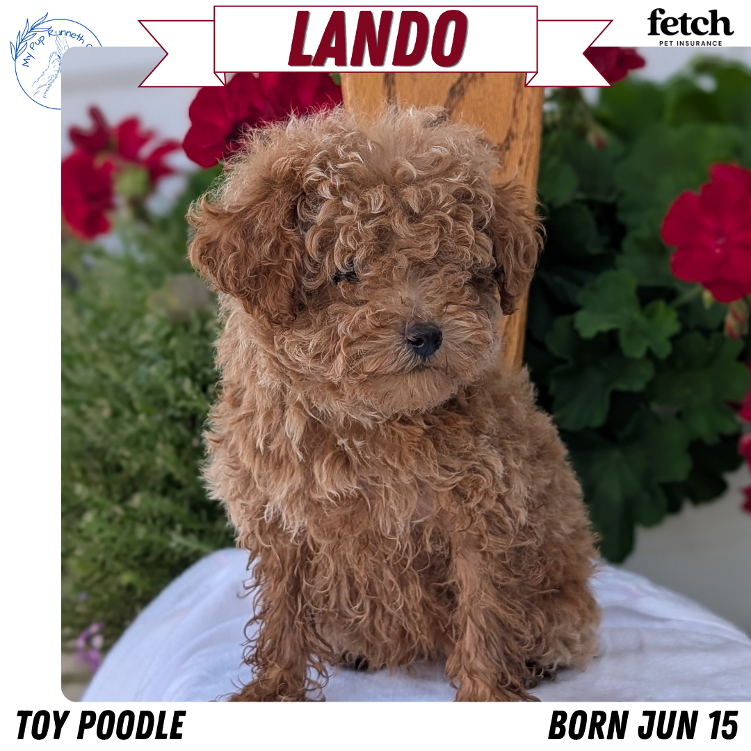 TOY POODLE (JUN 15) MALE