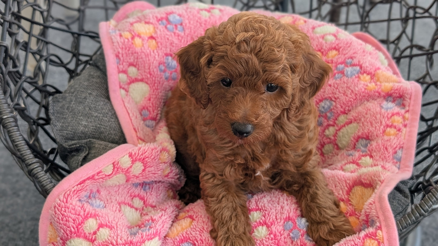 TOY POODLE (JUN 22) MALES