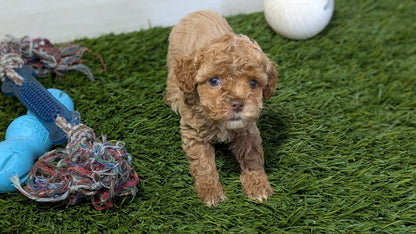 COCKAPOO (01/01) FEMALE
