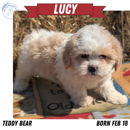 TEDDY BEAR (02/18) FEMALE