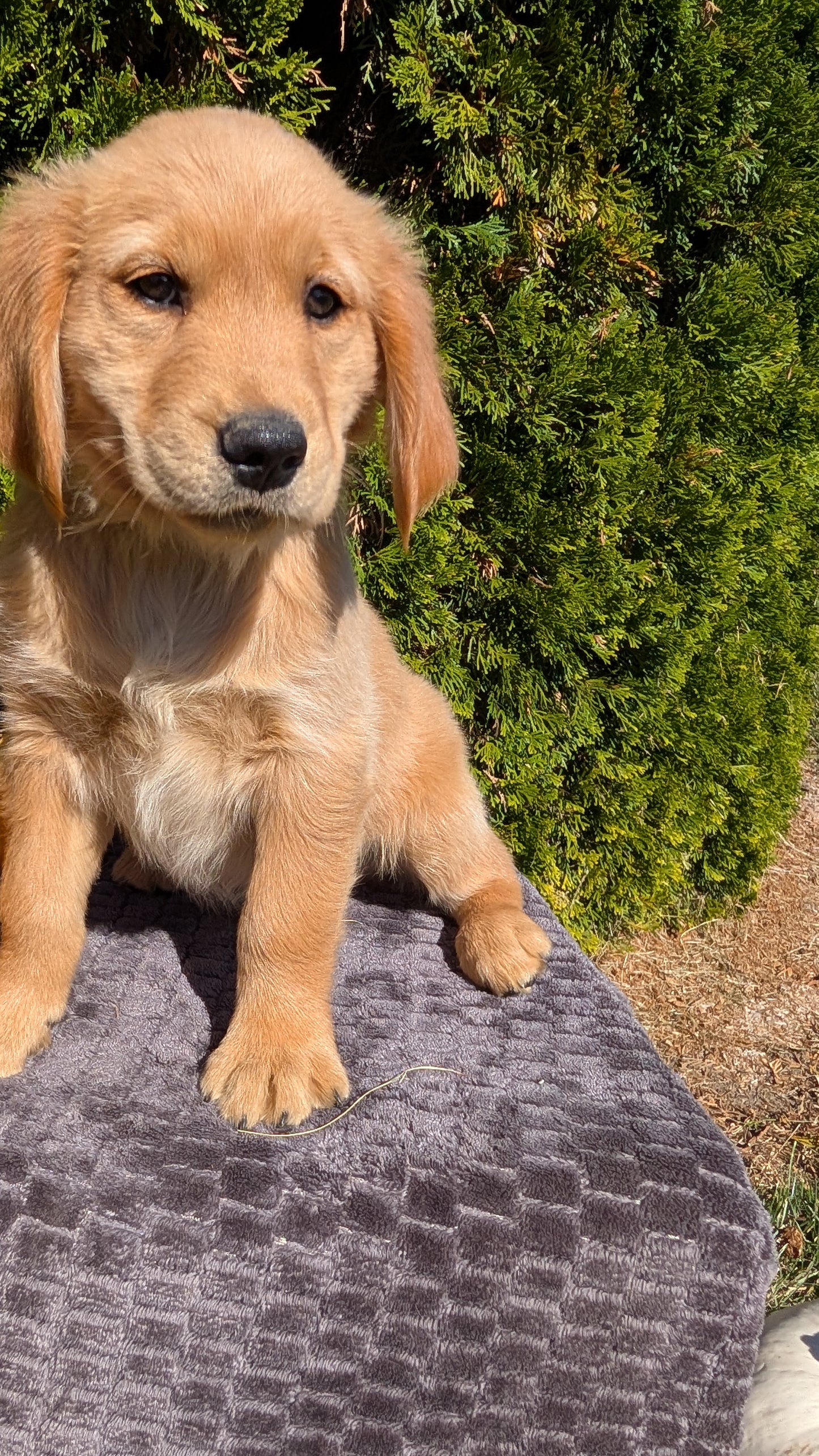 GOLDEN RETRIEVER (08/14) MALE