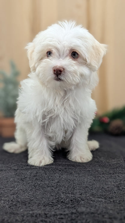 HAVANESE (09/13) FEMALE